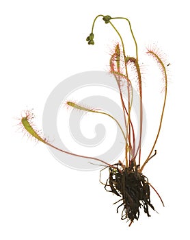 Great sundew, Drosera anglica isolated on white background