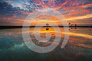 Great sunset reflection at paddy field