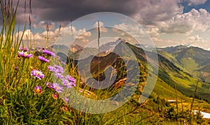 Great sunset view from high mountain with flowers in foreground. Allgau, Alps, Austria, Germany.