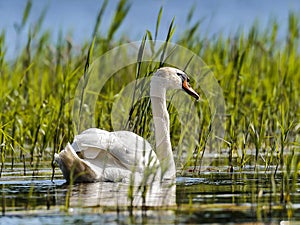 A great swan swims on the lake`s surface in the midlle of lake grass. photo