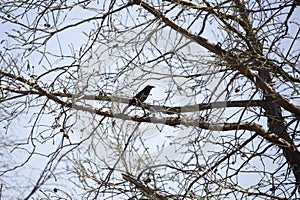 Great-Tailed Boat Grackle