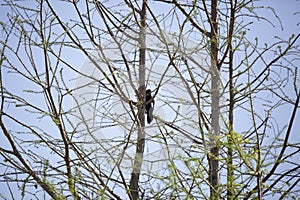 Great-Tailed Boat Grackle