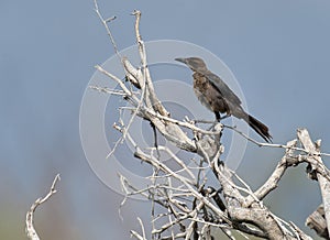 Great-tailed Grackel Quiscalus mexicanus female