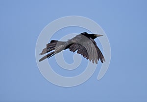 Great-tailed Grackle