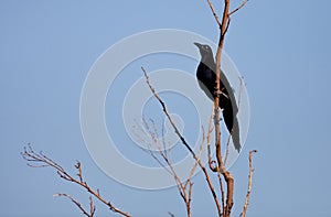 Great-tailed Grackle