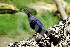 Great tailed grackle