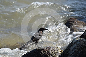 Great-tailed grackle