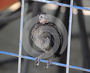 Great-tailed grackle baby bird doomed