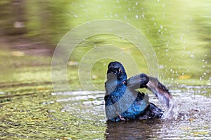 Great tailed grackle bathing