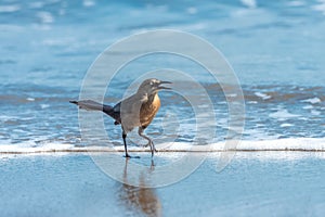 Great-tailed grackle, bird