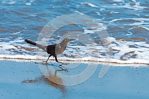 Great-tailed grackle, bird