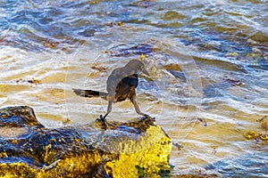Great-Tailed Grackle bird birds eating sargazo on beach Mexico