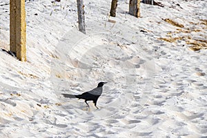 Great-Tailed Grackle bird birds walking on beach sand Mexico