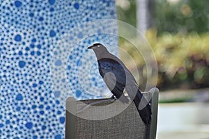 Great-tailed Grackle bird close up in Puerto Vallarta Mexico.