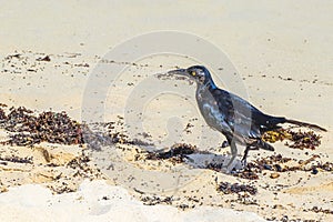 Great-Tailed Grackle bird is eating sargazo on beach Mexico