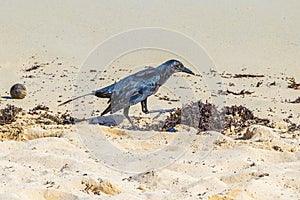 Great-Tailed Grackle bird is eating sargazo on beach Mexico