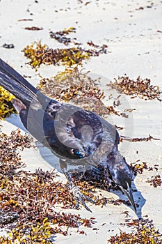 Great-Tailed Grackle bird is eating sargazo on beach Mexico