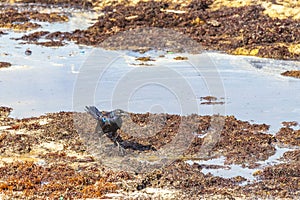 Great-Tailed Grackle bird is eating sargazo on beach Mexico