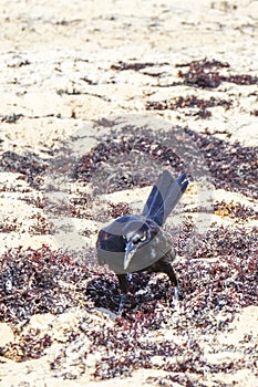 Great-Tailed Grackle bird is eating sargazo on beach Mexico