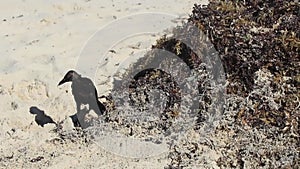 Great-Tailed Grackle bird is eating sargazo on beach Mexico