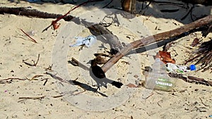 Great-Tailed Grackle bird between garbage on beach sand Mexico