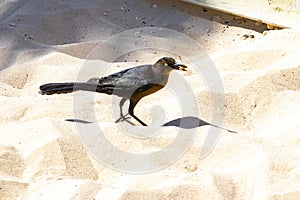 Great-tailed Grackle bird looks for food on floor Mexico