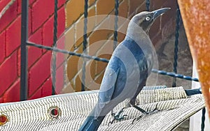 Great tailed Grackle bird on power pole cable in Mexico