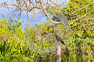 Great-tailed Grackle bird sits on fence in nature Mexico