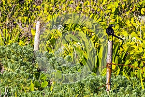 Great-tailed Grackle bird sits on fence in nature Mexico