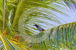 Great-tailed Grackle bird sits on palm tree crown Mexico