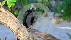 Great-tailed Grackle bird sits on plant tree nature Mexico