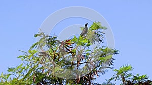 Great-tailed Grackle bird sits on tropical tree crown Mexico