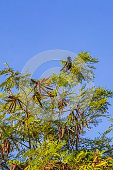 Great-tailed Grackle bird sits on tropical tree crown Mexico