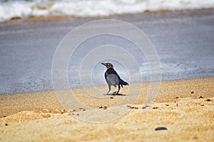 Great-tailed Grackle birds eating Winged Male Drone Leafcutter ants, dying on beach after mating flight with queen in Puerto Valla