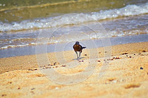 Great-tailed Grackle birds eating Winged Male Drone Leafcutter ants, dying on beach after mating flight with queen in Puerto Valla