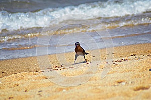 Great-tailed Grackle birds eating Winged Male Drone Leafcutter ants, dying on beach after mating flight with queen in Puerto Valla