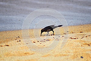 Great-tailed Grackle birds eating Winged Male Drone Leafcutter ants, dying on beach after mating flight with queen in Puerto Valla