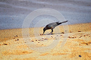 Great-tailed Grackle birds eating Winged Male Drone Leafcutter ants, dying on beach after mating flight with queen in Puerto Valla