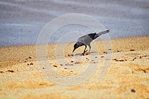 Great-tailed Grackle birds eating Winged Male Drone Leafcutter ants, dying on beach after mating flight with queen in Puerto Valla