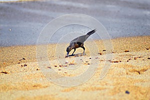 Great-tailed Grackle birds eating Winged Male Drone Leafcutter ants, dying on beach after mating flight with queen in Puerto Valla