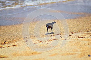 Great-tailed Grackle birds eating Winged Male Drone Leafcutter ants, dying on beach after mating flight with queen in Puerto Valla