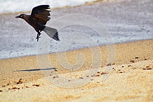 Great-tailed Grackle birds eating Winged Male Drone Leafcutter ants, dying on beach after mating flight with queen in Puerto Valla