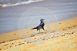 Great-tailed Grackle birds eating Winged Male Drone Leafcutter ants, dying on beach after mating flight with queen in Puerto Valla