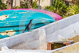 Great-tailed Grackle birds sitting on old boats beach Mexico