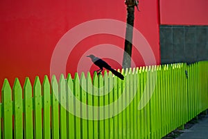 Great-tailed Grackle black bird on yellow wooden picket fence with bright red building in Belize City, Belize