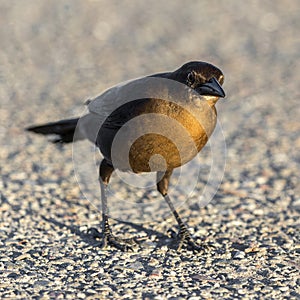 Great-tailed Grackle, female, foraging on the ground.