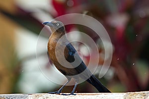 Great-tailed grackle on the fence near red leaves