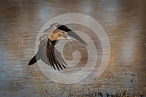 Great-tailed Grackle flying low above the water