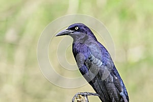 Great-tailed grackle in Los Fresnos, Texas