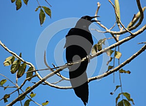 A Great-tailed grackle male on a branch photo